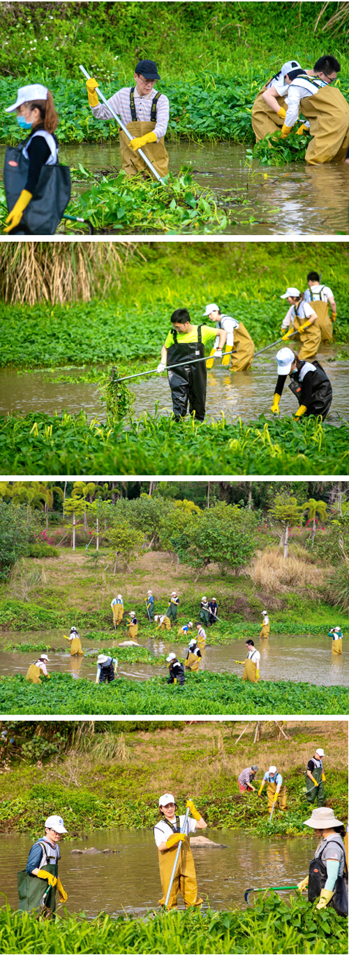 7_志愿者們為河道清除外來物種.jpg